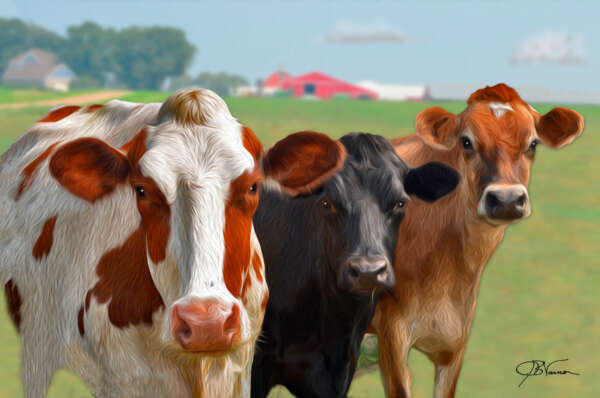 Ottertail Cows - Image 2