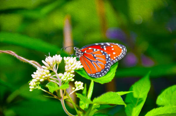 Monarch Butterfly